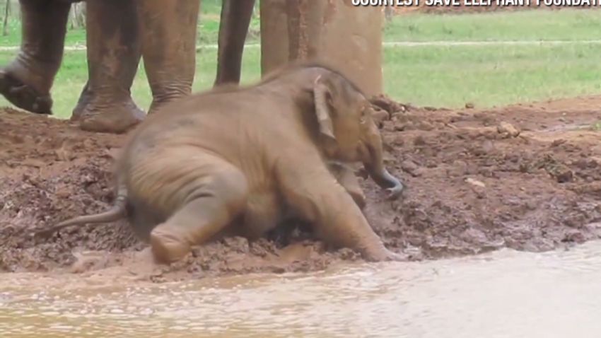 orig distraction baby elephant plays in mud_00002704.jpg