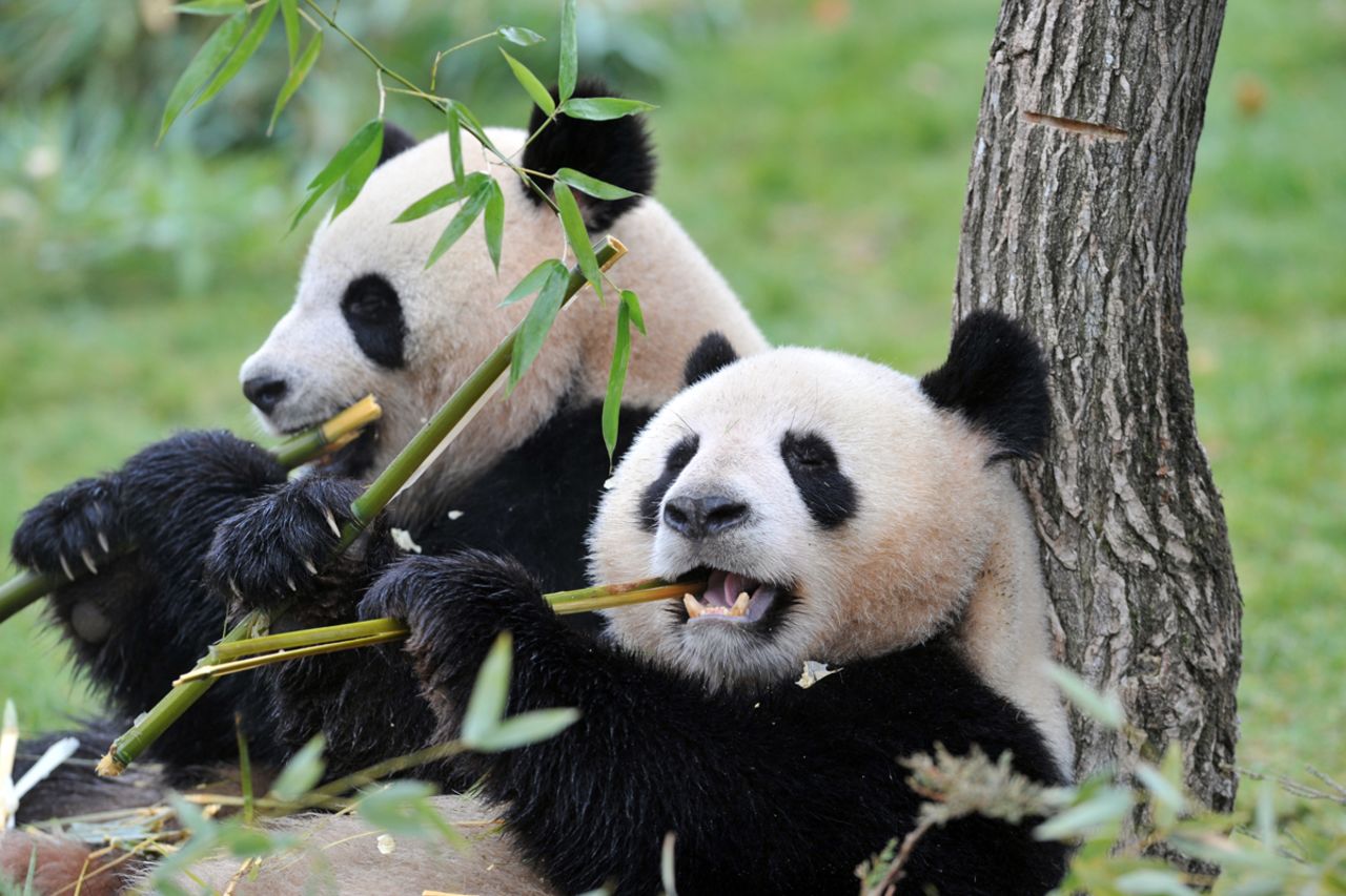Undeniably adorable -- unless you're a bamboo tree.