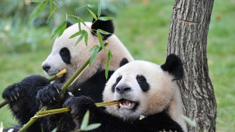 Efforts to boost the numbers of giant pandas in recent decades have been successful.