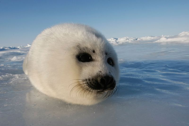 World S 20 Cutest Wild Creatures And Where To Find Them CNN   130819142032 Cutest Animal 4 Harp Seal 