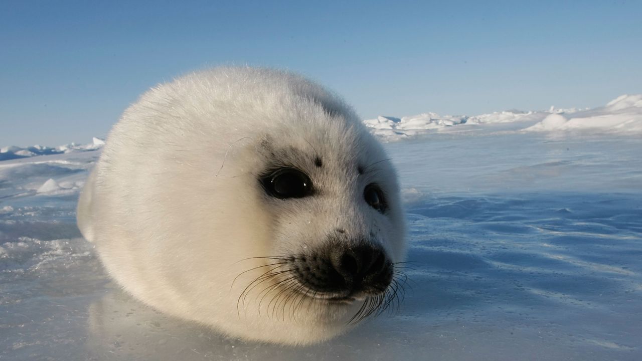 So cute, all it needs is a head.