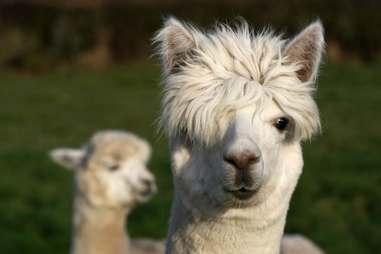 The animal kingdom's answer to the Biebs -- the cuteness is all in the hair.