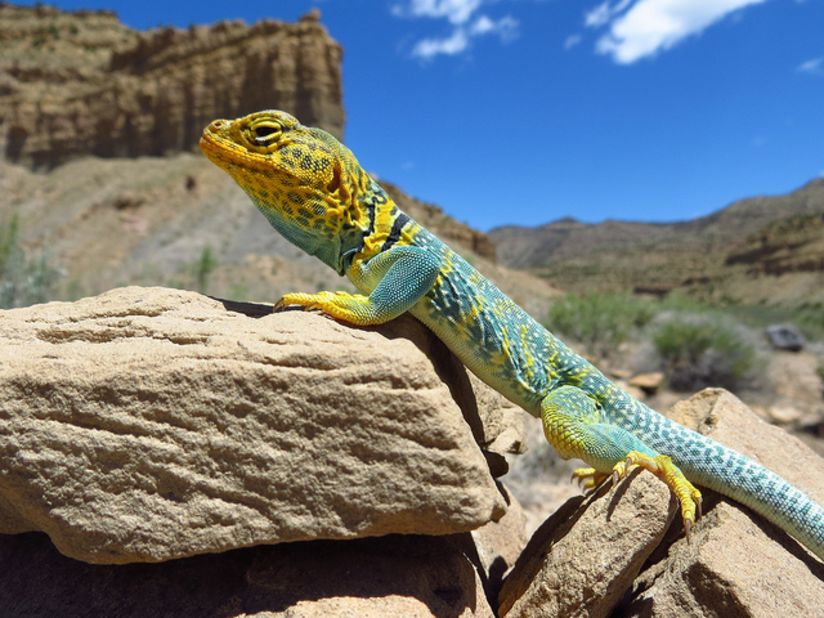 The collared lizard pursues prey by running on its hind legs. Its stride can be up to three times the length of its bodies.