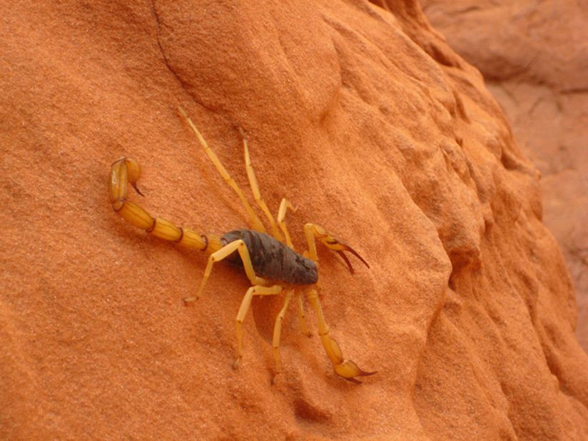 The desert hairy scorpion grows to between four and seven inches long and can live up to 20 years. 