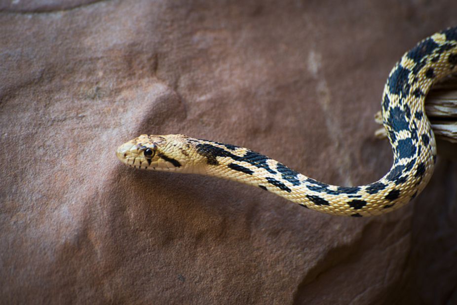Gopher snakes are nonvenomous. They are often mistaken for rattlesnakes because they have similar markings and can vibrate their tails. 