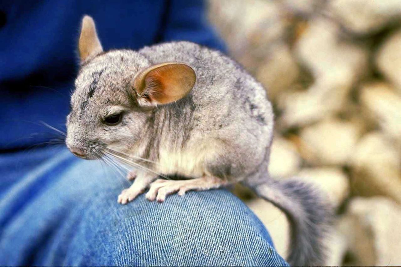 Chinchillas aren't morning rodents, perhaps accounting for the shy, downcast eyes. (Body-to-paw ratio: Cute)
