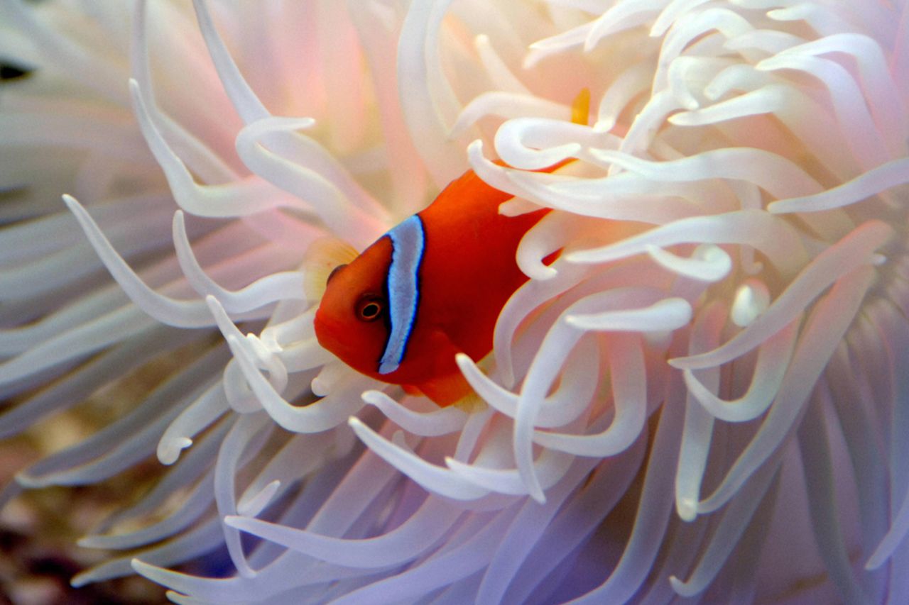"Oh, hi there. I was just having lunch in my anemone. I'd invite you in, but..."