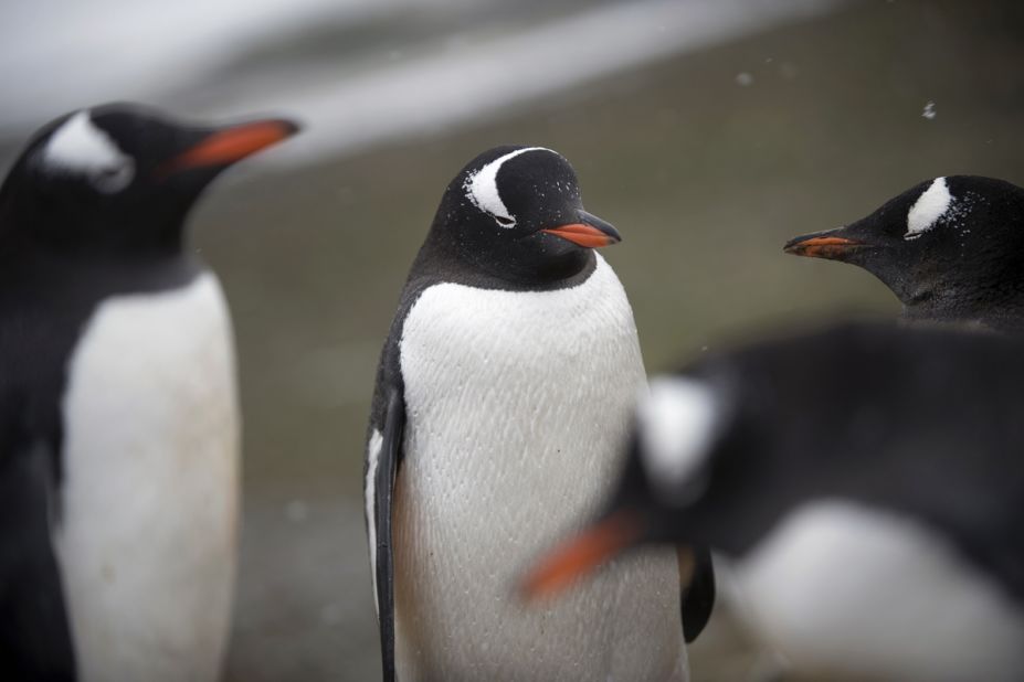 Gentoo penguins in discussion.