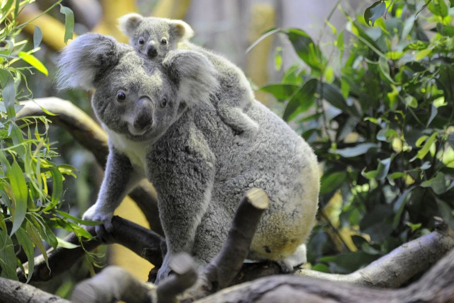 The koala's enduring popularity proves that, as with most of our infatuations, good looks can blind us to severe personality flaws.