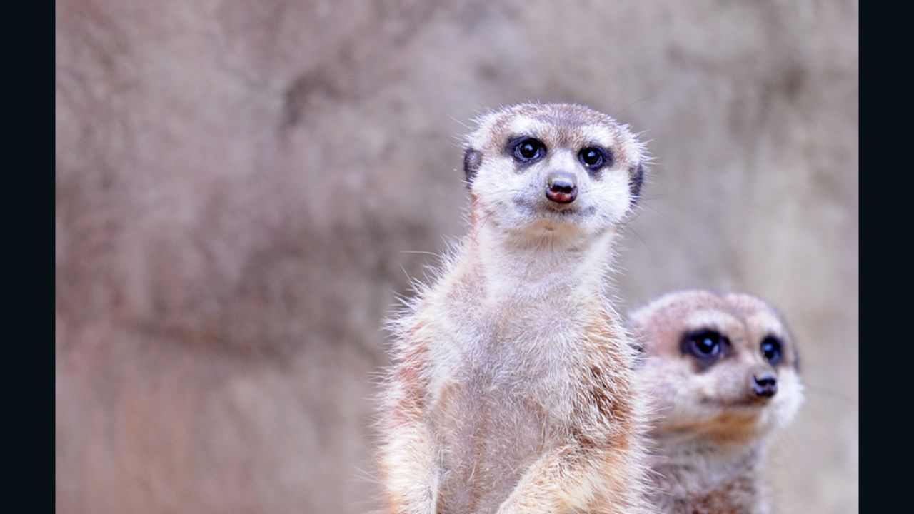 No meerkat is ever accused of bad posture.
