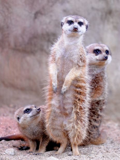 No meerkat is ever accused of bad posture.