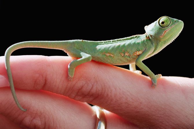 Chameleons are blessed with a permanent "not bad" expression.