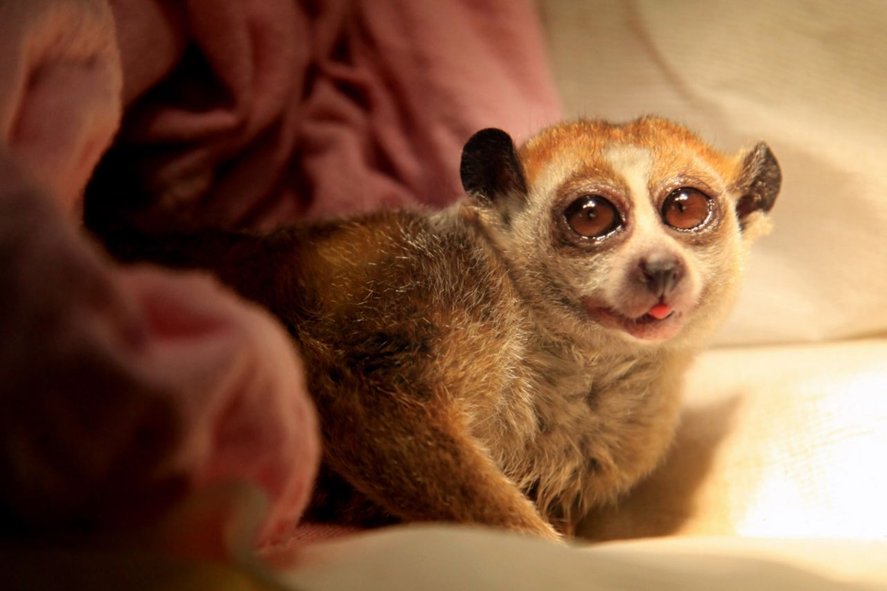 This little loris, it seems, went to the hospital.