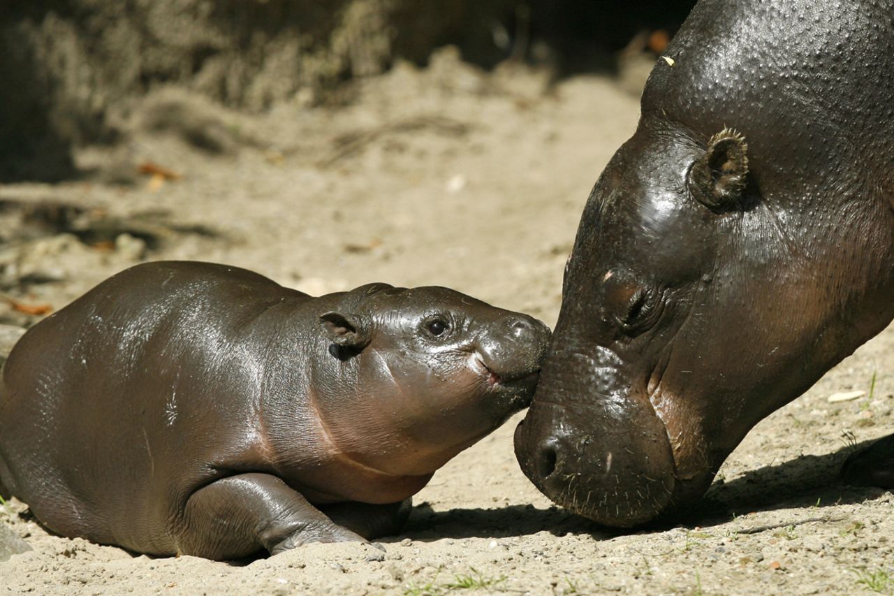 XXS: The baby pygmy hippopotamus.