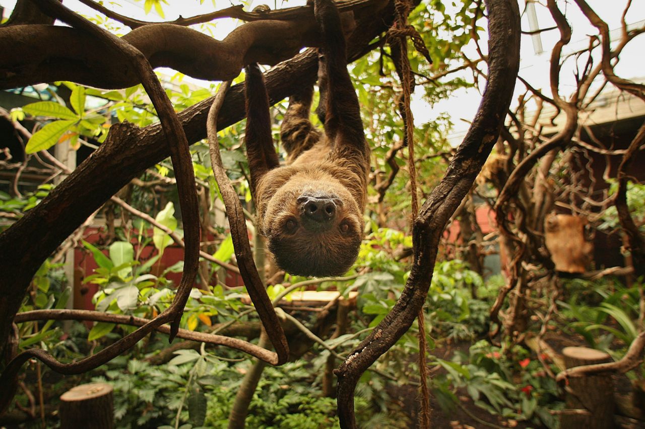 Sloths live most of their lives in the trees -- mating, birthing and even dying up there.