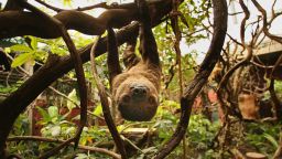 Sloths live most of their life in the trees -- mating, birthing and even dying up there.