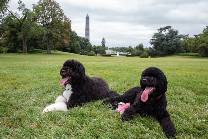 Bo and Sunny lie on the South Lawn of the White House on August 19, 2013.