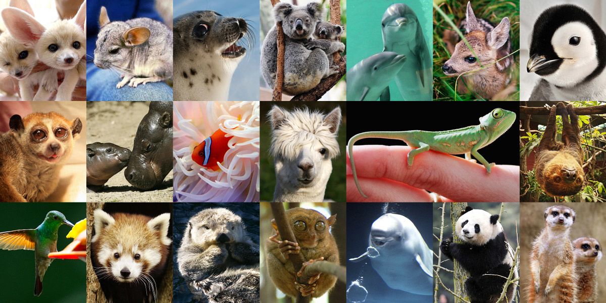 Are these the world\'s cutest creatures? | CNN