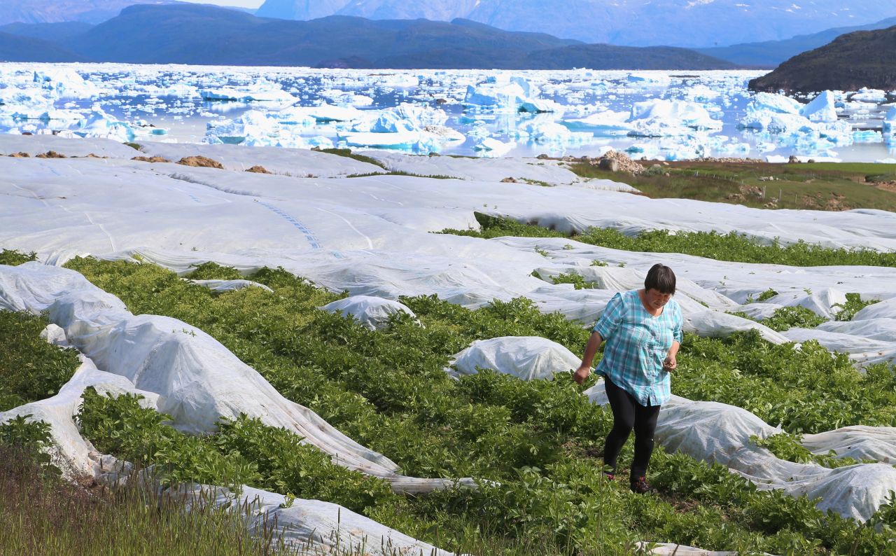 Arnaq Egede works among the plants in her family's potato farm on July 31 in Qaqortoq. The farm, the largest in Greenland, has seen an extended crop-growing season because of climate change.