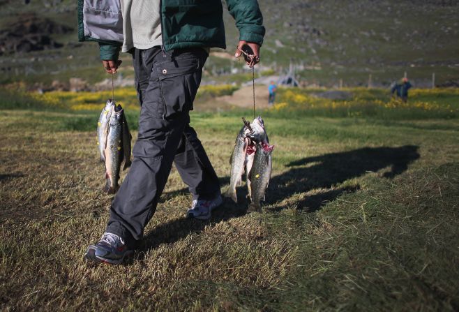 Trout caught in a stream July 30 in Qaqortoq. Even though this summer has not been as warm as last year, the warmer weather has extended the growing season.