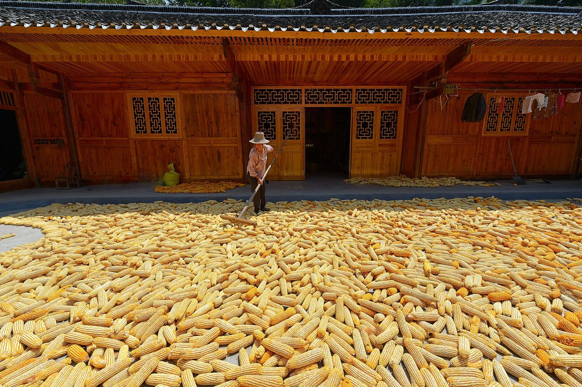 A villager dries newly harvested corn in the sun in Xuan'en, China, on August 22.