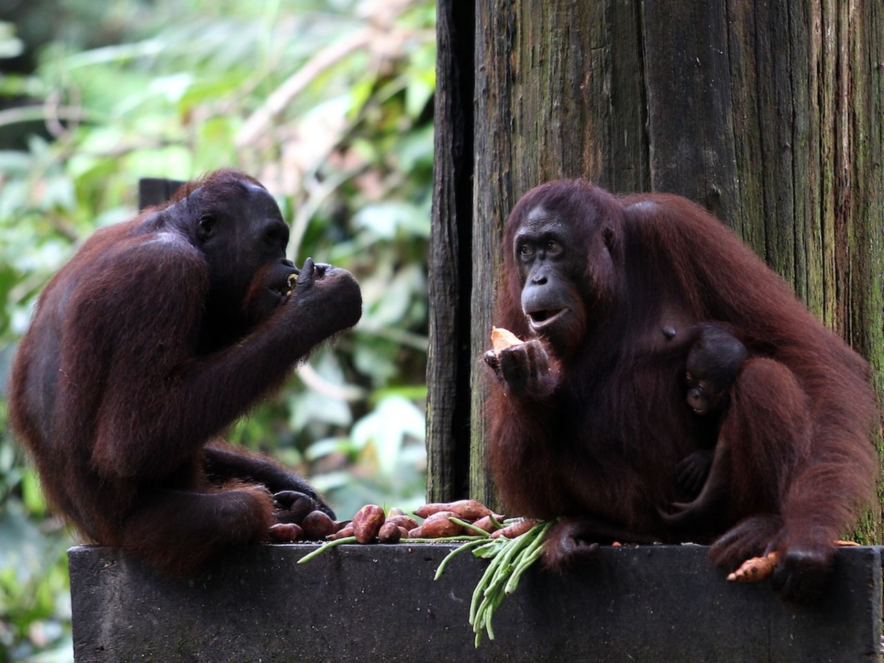 The quintessential Malaysian Borneo experience -- playing with primates at the Sepilok Orangutan Sanctuary. 