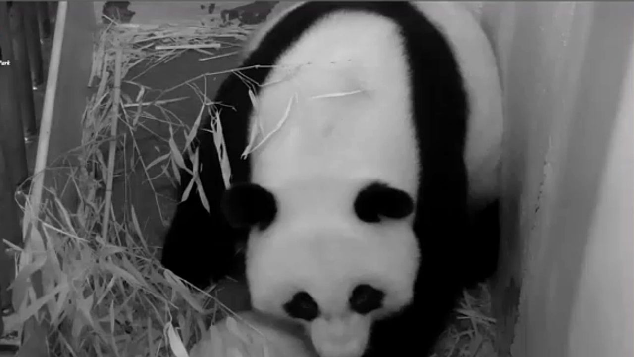 Need your panda fix? Look elsewhere. The National Zoo's beloved panda cam is going dark.