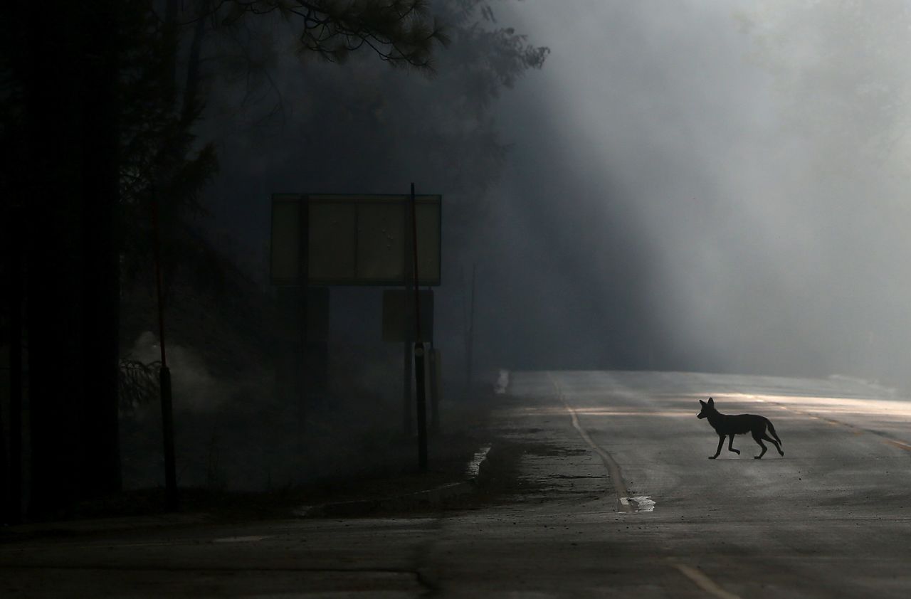 A coyote walks across U.S. Highway 120, shut down due to the fire, near Groveland, California, on August 23. 