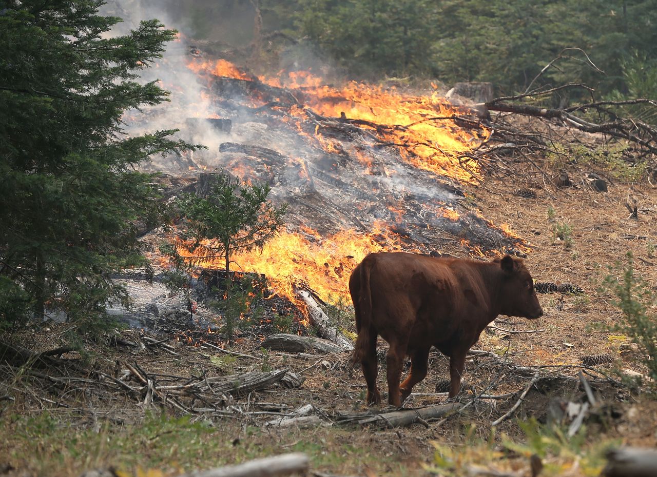 A cow walks through a section of forest that was scorched by the Rim Fire outside of Camp Mather on August 24, near Groveland, California.