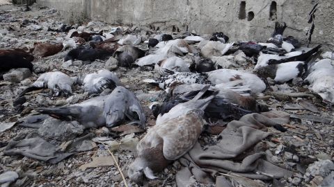 Pigeons lie dead on the ground on August 24 from after what activists say is the use of chemical weapons by government forces in the Damascus suburb of Arbeen.