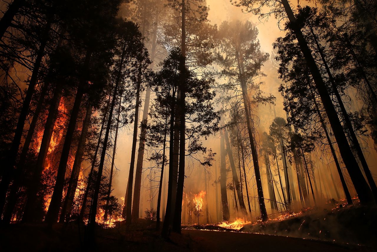 Flames from the Rim Fire destroy trees on Sunday, August 25, near Groveland, California. The fire had consumed nearly 219,000 acres as of Saturday, August 31.