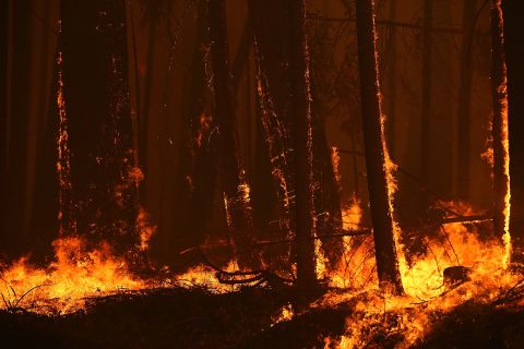 Fierce flames from the Rim Fire burn near Groveland, not far from Yosemite National Park.