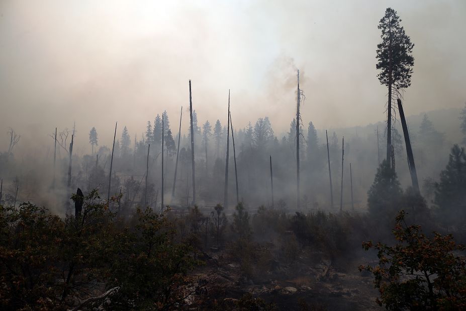 Trees burned by the Rim Fire stand charred on August 25 in Yosemite National Park.