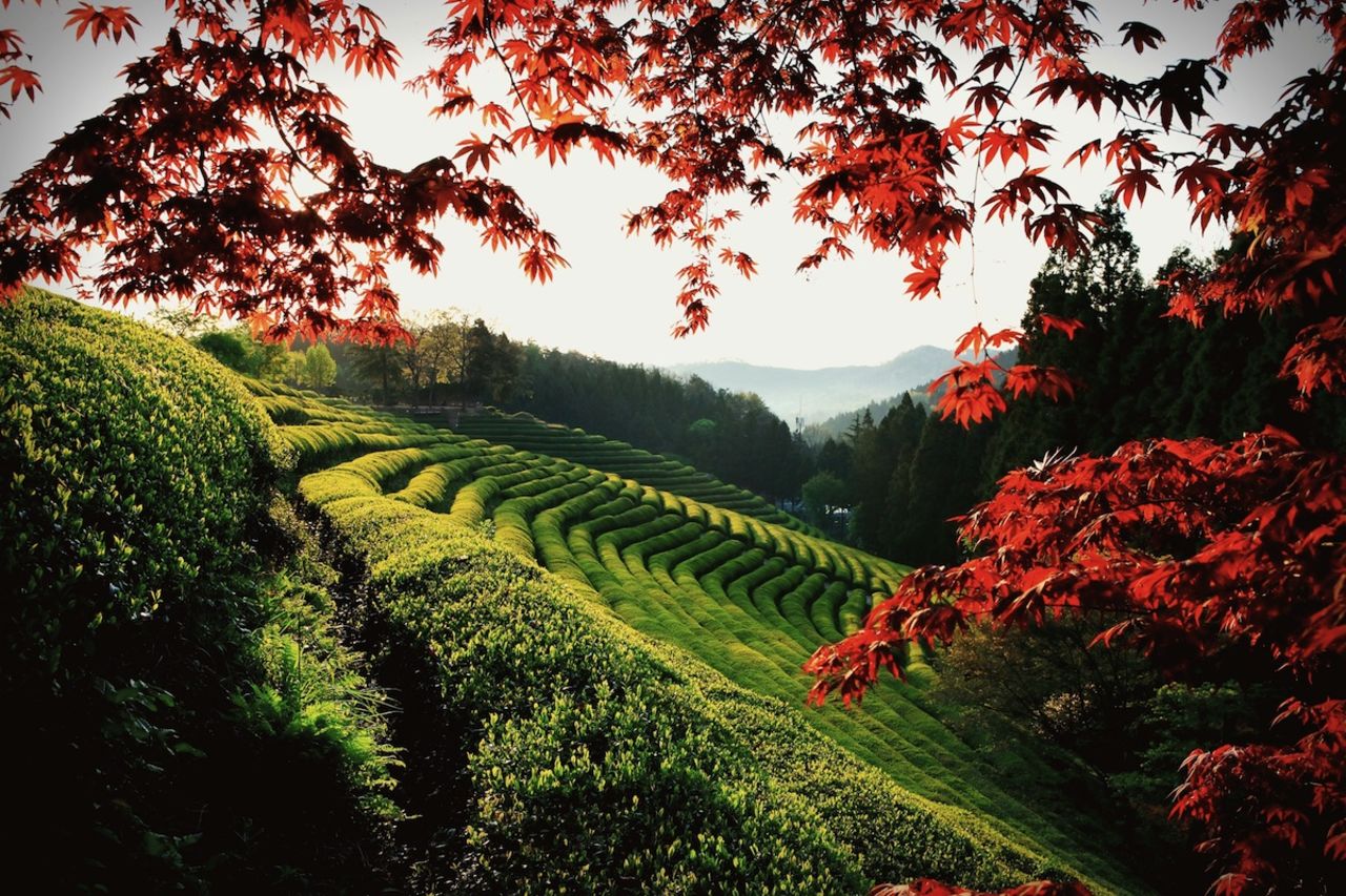 Cerca del 40% del té de Corea se produce en los campos ondulados de Boseong, lugar que ha sido utilizado como fondo en muchos dramas y películas coreanas.