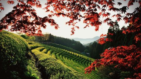 Approximately 40% of Korea's tea is produced in the rolling fields of Boseong, which has also provided the backdrop of many Korean dramas and films.