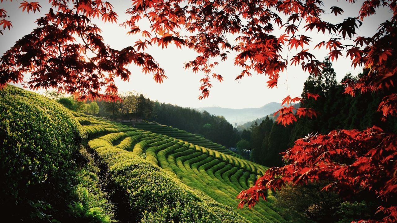 Almost half of Korea's green tea is produced here.
