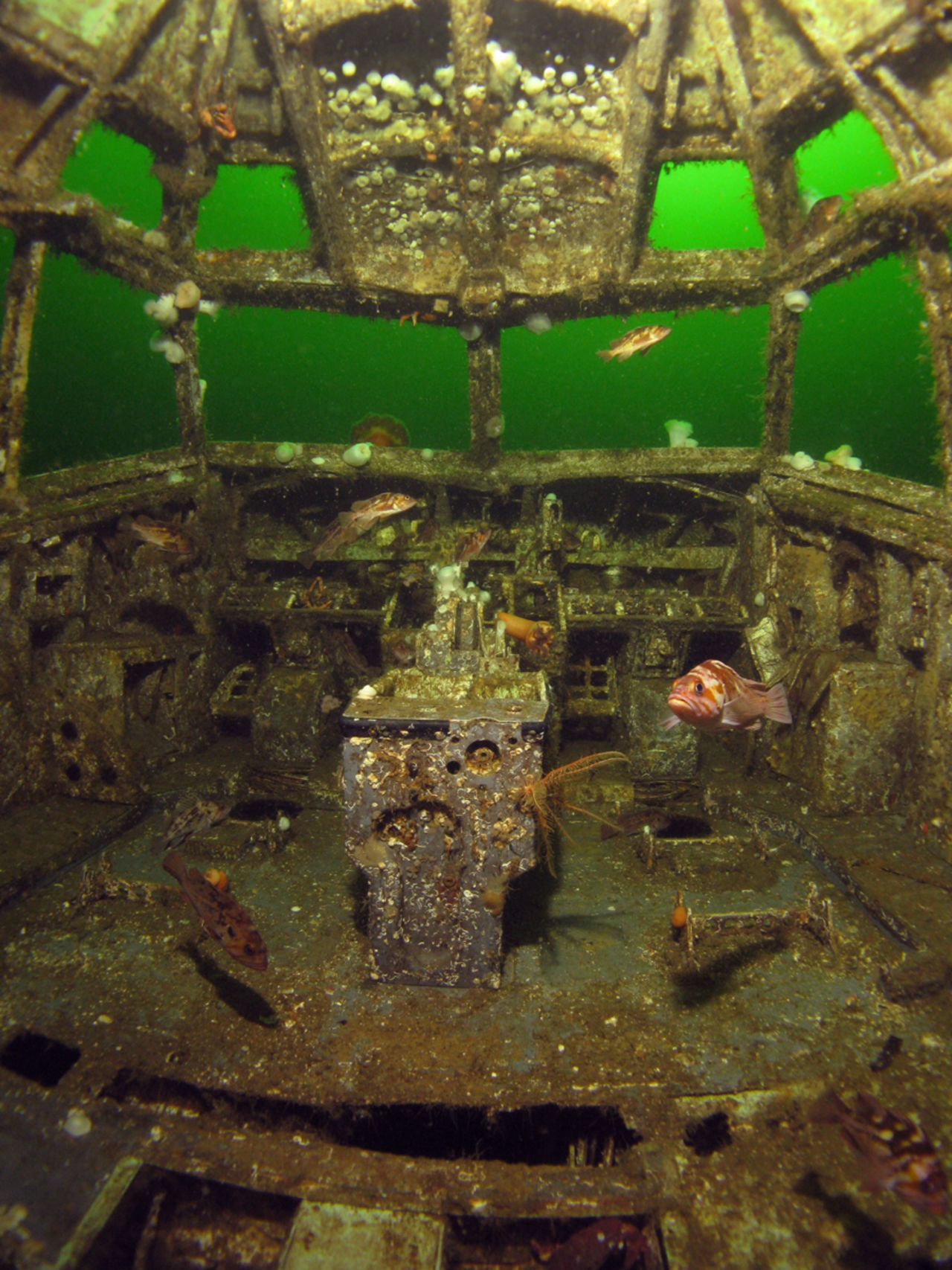 Once a Boeing 737, this artificial reef off the coast of British Columbia is so covered in algae that it's hard to believe that it was once airborne. "It sits in about 90 feet of water suspended on an underwater 'cradle,' to simulate 'flying' underwater," says Deidre Forbes McCracken of the Artificial Reef Society of British Columbia. "The reef attracts divers from all around the world."