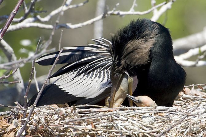 Nicknamed the water turkey and snake bird, Anhinga birds have broad tails that help them swim.