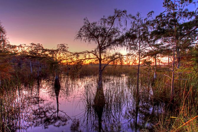 Cypress trees are flood-tolerant. Two species, bald and pond, grow in the Everglades. 