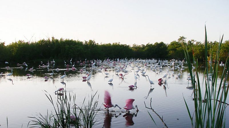 Wading birds gather in the Everglades' Mrazek Pond.