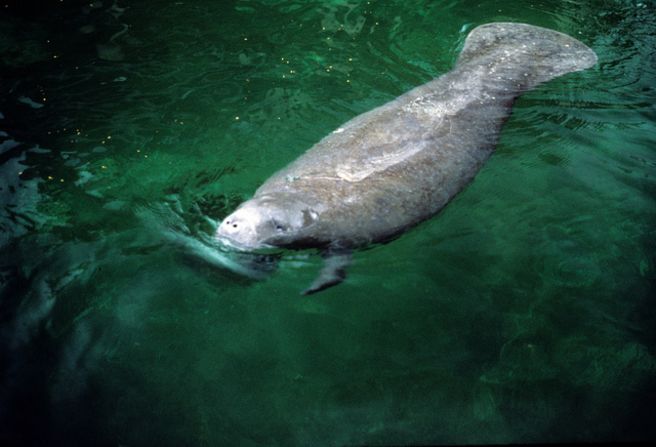 Florida manatees, a subspecies of the endangered West Indian manatee, are primarily herbivores, prefer shallow water and normally surface every five minutes to breathe.  