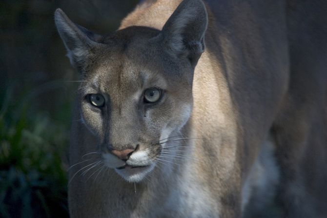 The National Park Service estimates that there are fewer than 100 Florida panthers in South Florida.