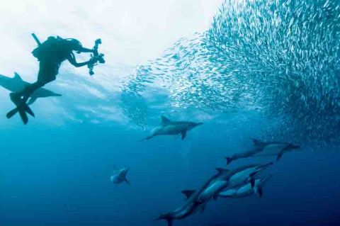 Dubbed "the greatest shoal on earth," the sardine run on South Africa's Wild Coast holds two titles -- the world's largest animal migration also featuring the greatest gathering of predators on the planet.