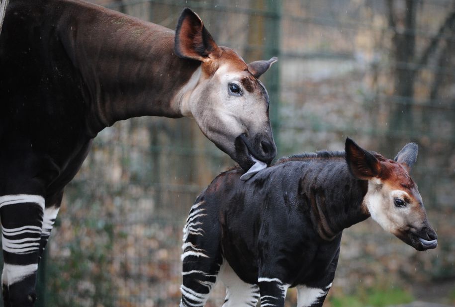 One of the country's most famous native animals is the shy, endangered okapi.