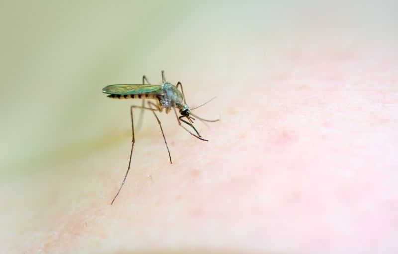 8 Dengue Cases Detected In Florida | CNN