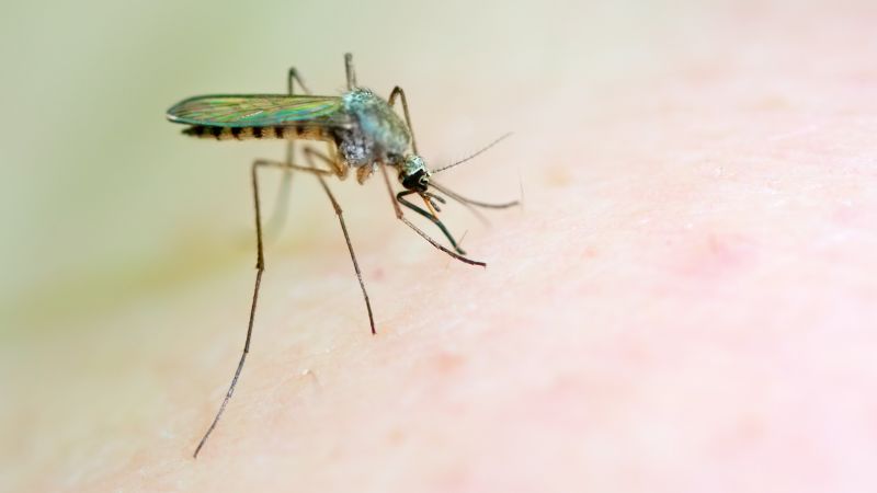 Unbelievable Science Genetic Tweak Shows Amazing Malaria Results - 78tk3nl