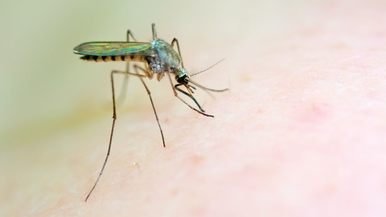 mosquito generic