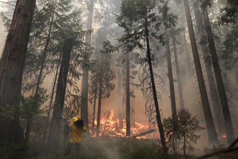 A videographer records the flames burning through trees as the Rim Fire menaces Yosemite National Park on August 27.