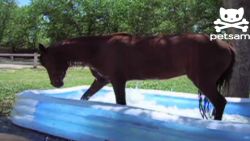 orig distraction horse splashes in pool_00002709.jpg