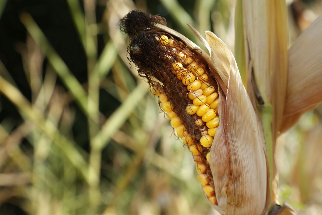 An ear of corn shows the effects of a heat wave in Farmingdale, Illinois, on August 27. 